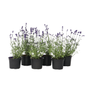 Lavendelstrauch 11cm 6St