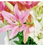 Motivservietten 212025 / Lilien, 3-lagig, 33x33cm