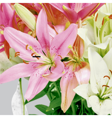 Motivserviette 33x33cm