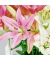 Motivservietten 212025 / Lilien, 3-lagig, 33x33cm