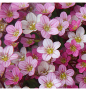 Motivserviette 33x33cm