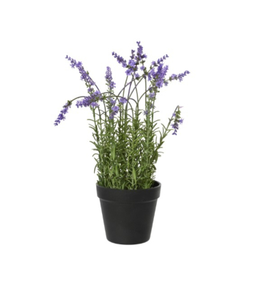 Lavendelpflanze 22x 37cm