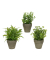 Kunstpflanze im Topf 3er Set