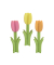 Tulpe Set sort 7x15cm