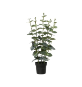 Eukalyptus Kuntspflanze 25x54cm gn