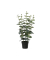 Eukalyptus Kuntspflanze 25x54cm gn