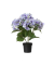 Hortensie Kunstpflanze 28x46cm li