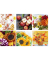 Motivservietten 230301 / 6 verschiedene herbstliche, 3-lagig, 33x33cm