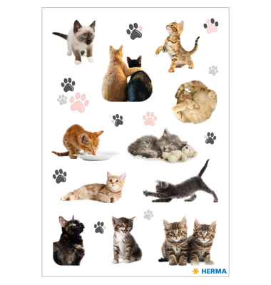 Scmucketikette Decor Katzenkinder