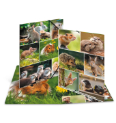 Gummizugmappe Tierwelten 19343, A4 bunt Karton, f&uuml;r ca. 200 Blatt  (80 g/m&sup2;), mit 3 Einschlagklappen