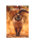 Bildkalender 103476, Katzen, 1 Monat / 1 Seite, 23,7x34cm