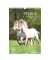 Bildkalender 103477, Pferde, 1 Monat / 1 Seite, 23,7x34cm, 2027