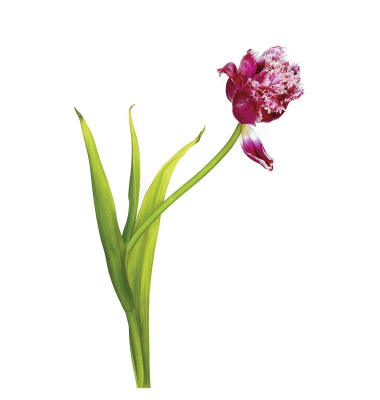 LED Leuchtplatte plano 32x22,8cm