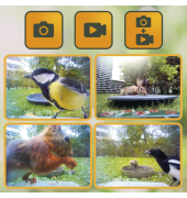 Bird Cam