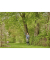 Akku-Teleskop-Baumschere HighCut 36018V P4A Ready-To-Use