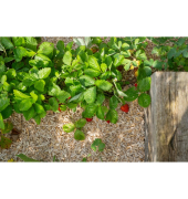 Mulch Erdbeer und Gem&uuml;se 4x20l