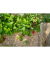 Mulch Erdbeer und Gem&uuml;se 4x20l