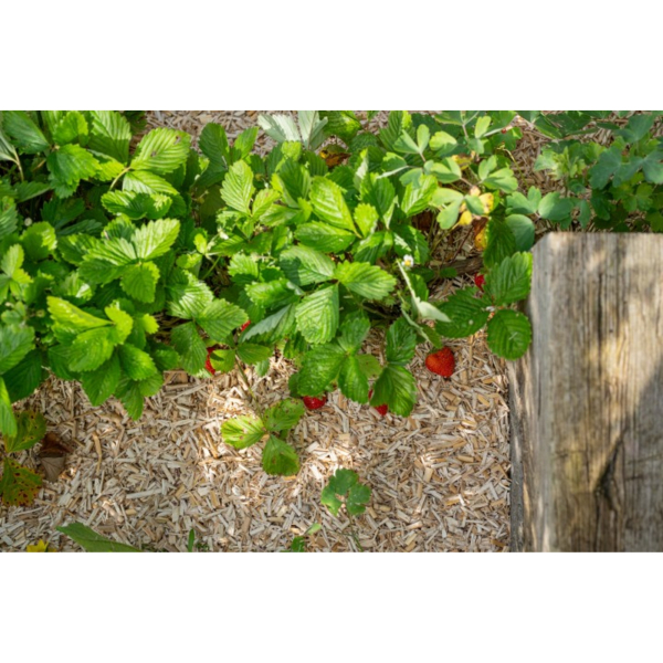 Floragard Mulch Erdbeer und Gemüse 4x20l 4006398040365 Floragard 80000 Milliliter