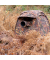 Buteo Mark III