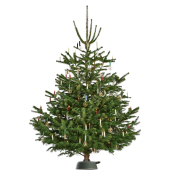 X-260